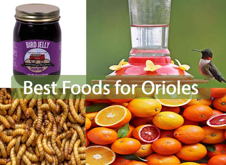 Best Foods for Orioles
