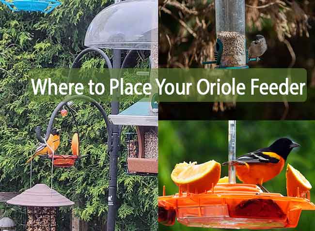 Best Place for Oriole Feeder