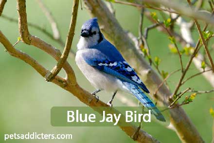 Blue Jay Bird