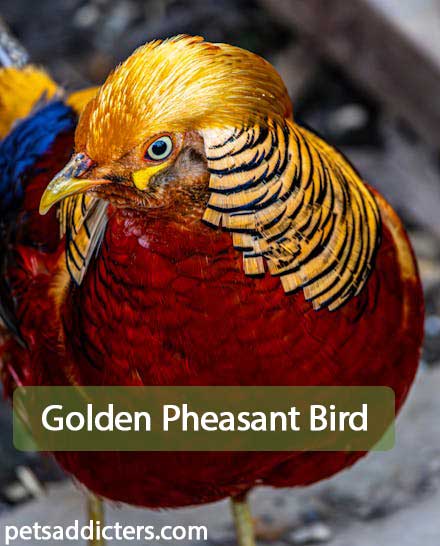 Golden Pheasant Bird