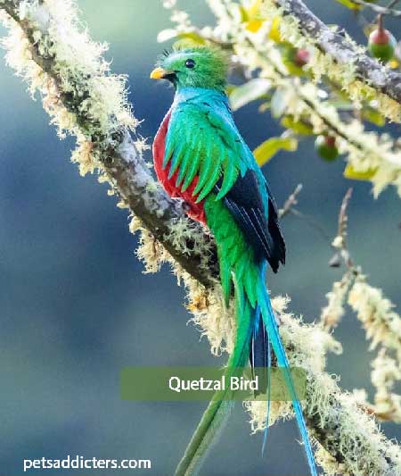 Quetzal Bird