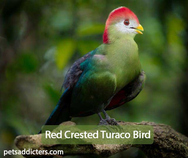 Red Crested Turaco Bird