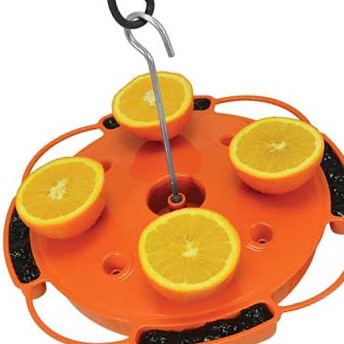 Ultimate Oriole Feeder