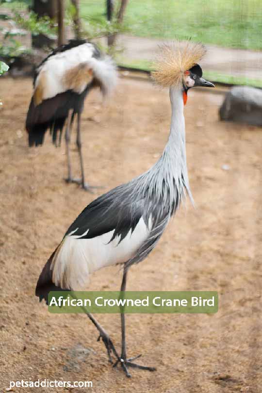African Crowned Crane Bird