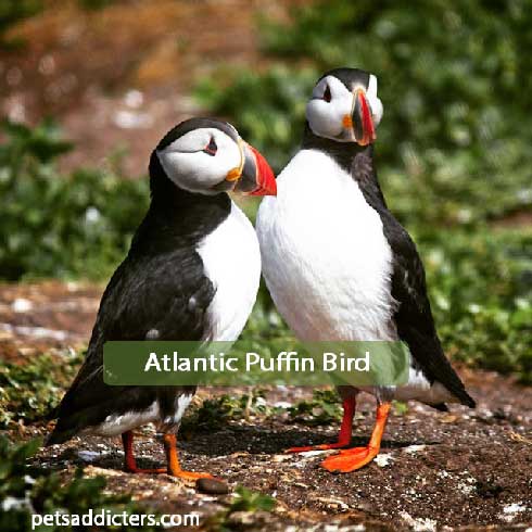 Atlantic Puffin Bird