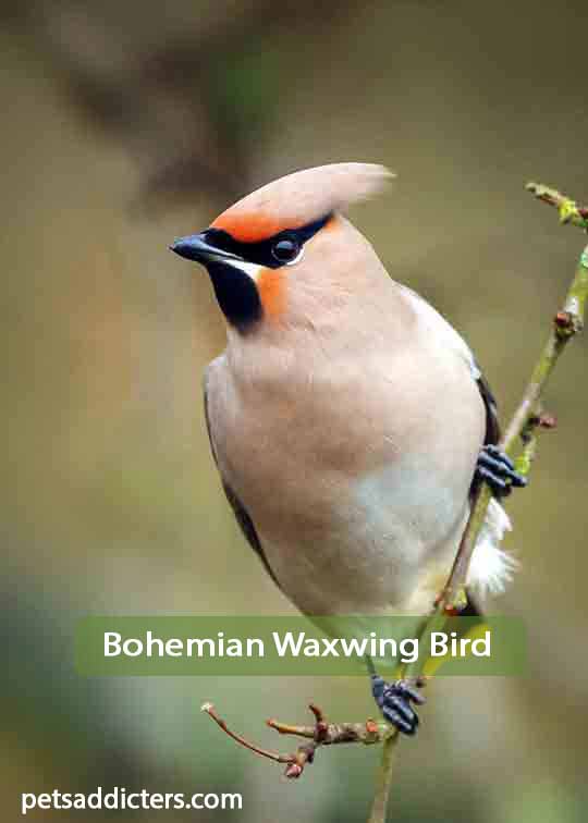 Bohemian Waxwing Bird