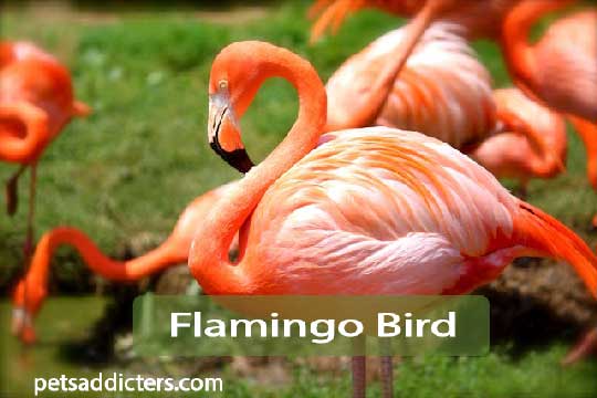 Flamingo Bird