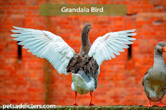 Grandala Bird