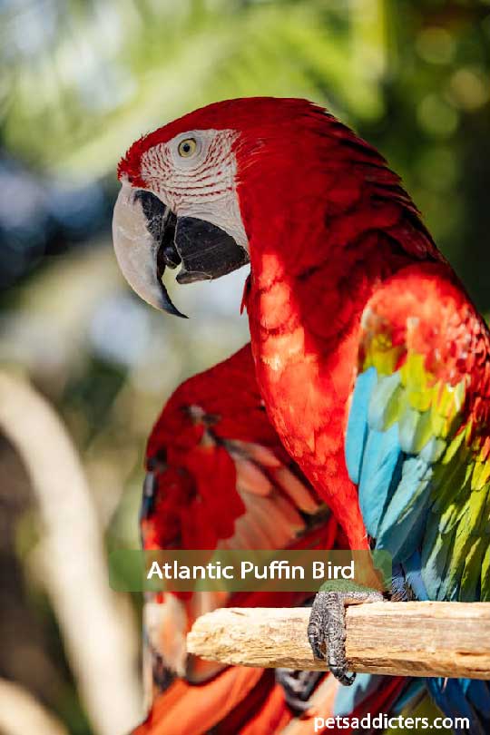 Green-Winged Macaw Bird