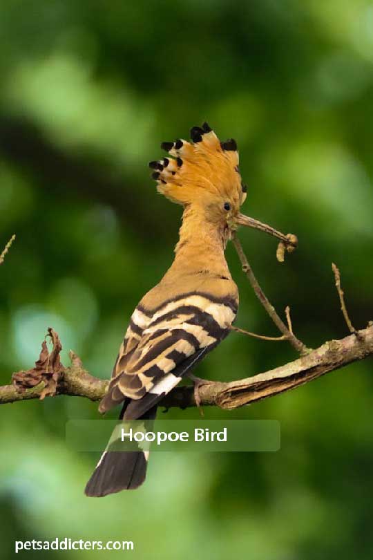 Hoopoe Bird