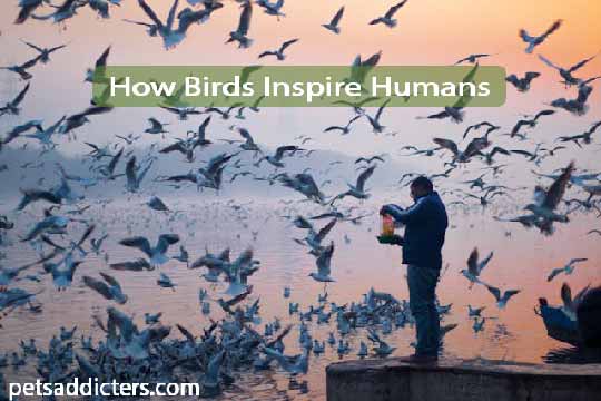 How Birds Inspire Humans
