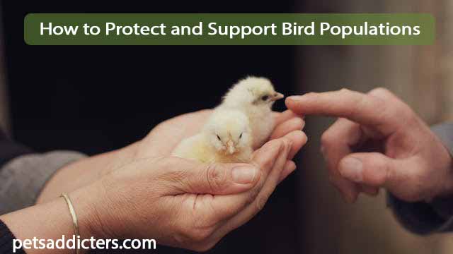 Protect and Support Bird Populations
