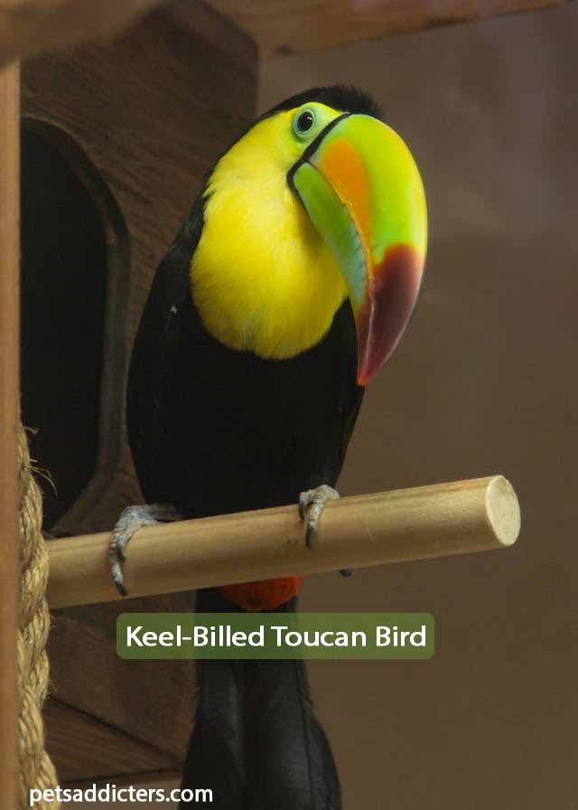 Keel-Billed Toucan Bird