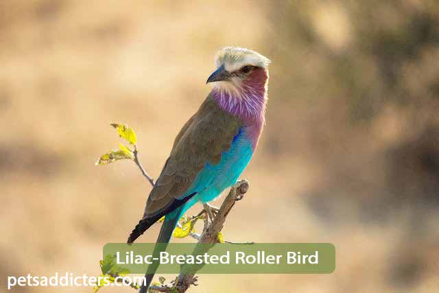 Lilac-Breasted Roller Bird
