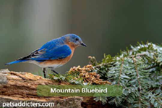 Mountain Bluebird