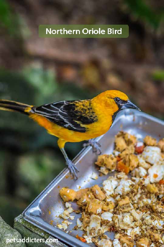 Northern Oriole Bird