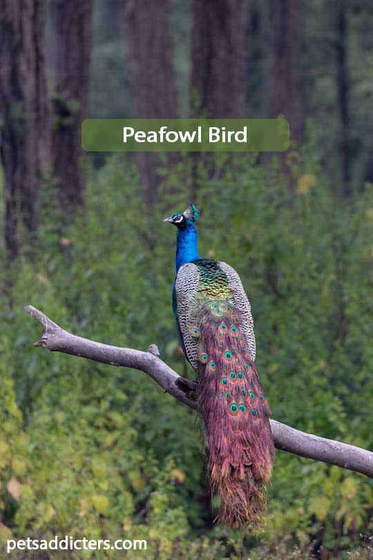 Peafowl Bird
