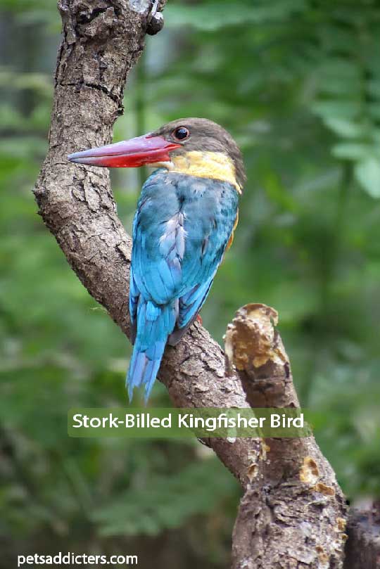 Stork-Billed Kingfisher Bird