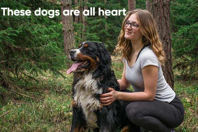 Mini Bernese Mountain dogs