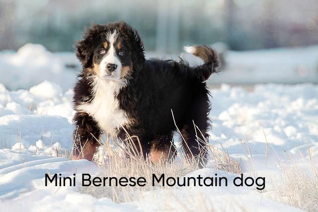 Mini Bernese Mountain dog
