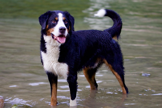 mini bernese mountain dog