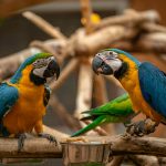 Types of Birds in the World