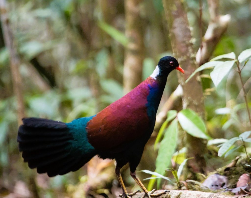 Race to Rediscover Lost Birds