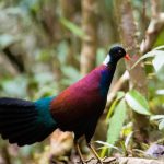Race to Rediscover Lost Birds