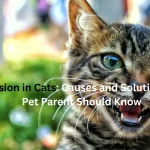 Aggressive cat hissing with ears back and fur standing