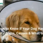 Dog showing signs of anxiety like restlessness and fear