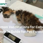 Vet giving vaccination to a kitten
