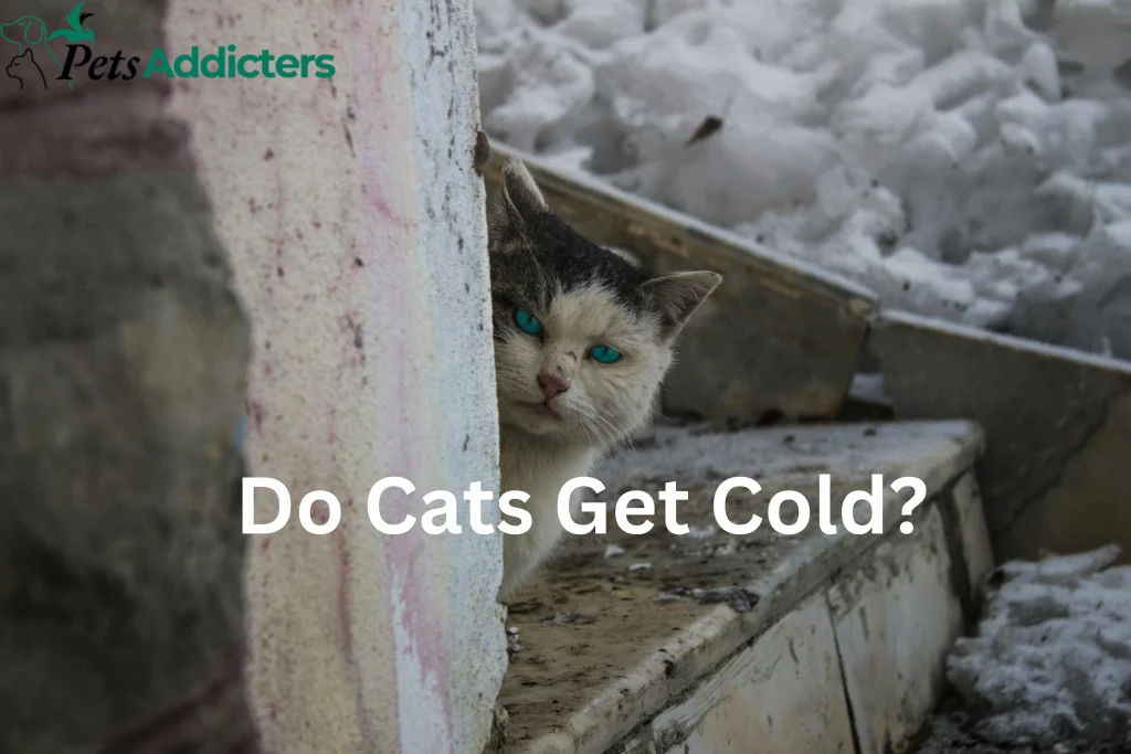 A cat sitting in snow near a shelter, showing how cold weather affects cats