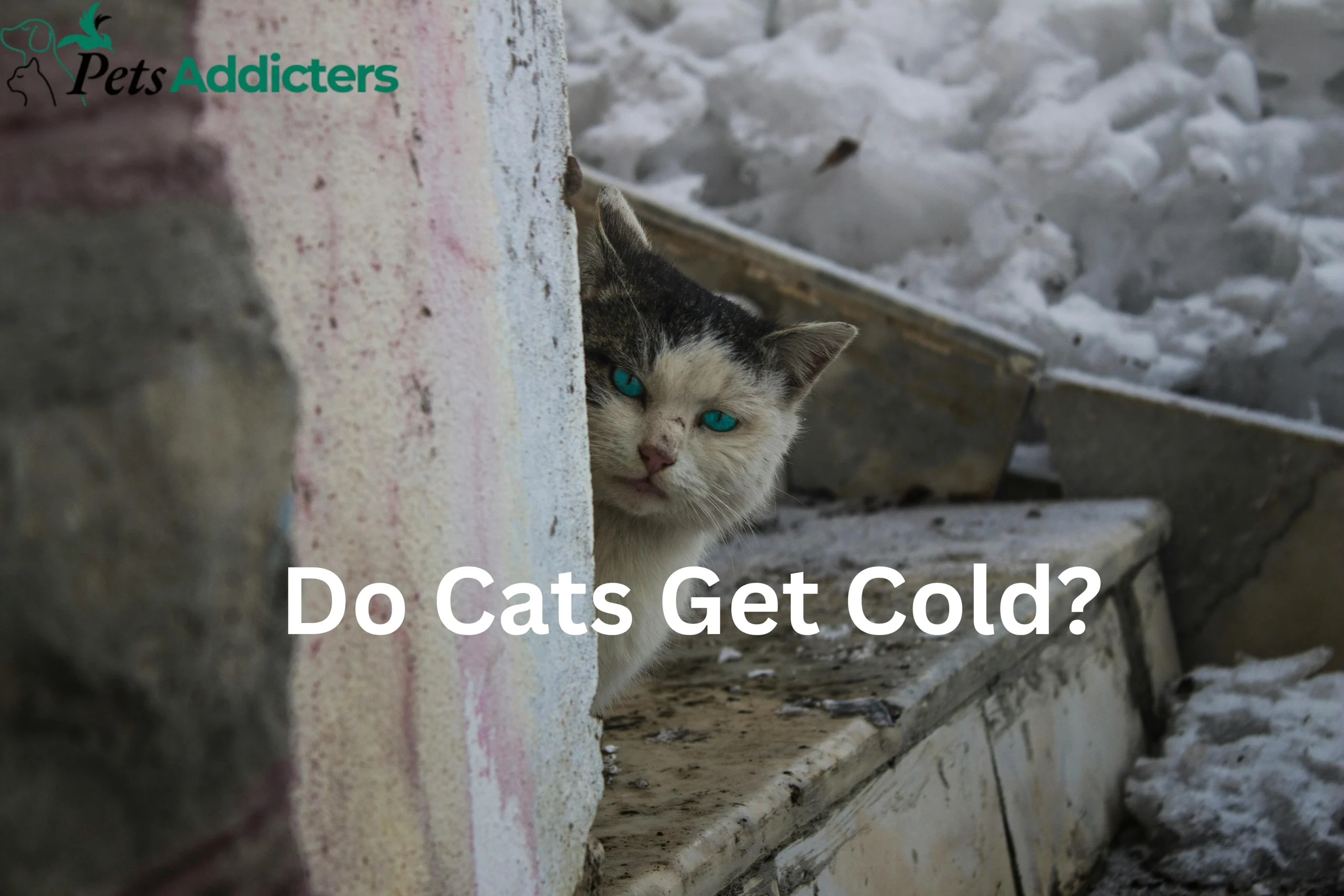 A cat sitting in snow near a shelter, showing how cold weather affects cats