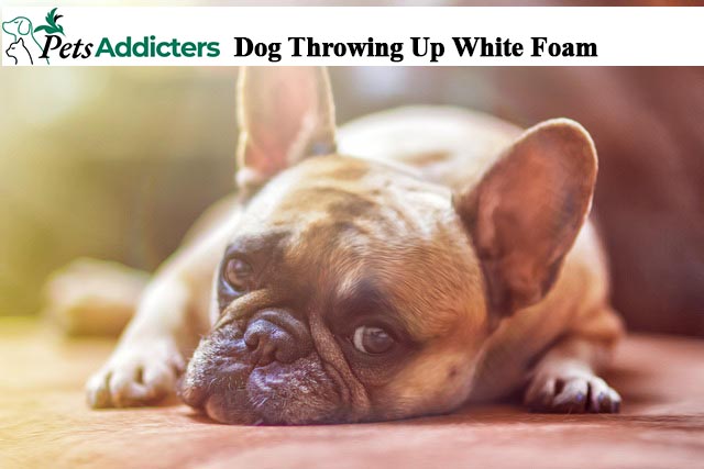 Dog Throwing Up White Foam