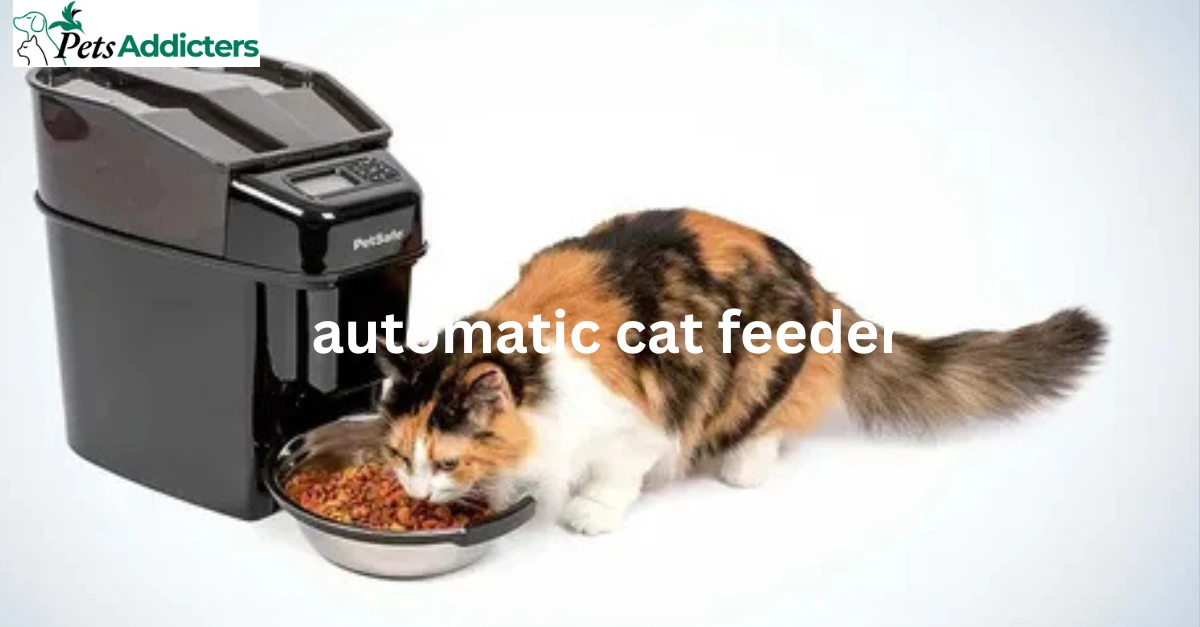 Automatic cat feeder keeping cat’s meal schedule consistent