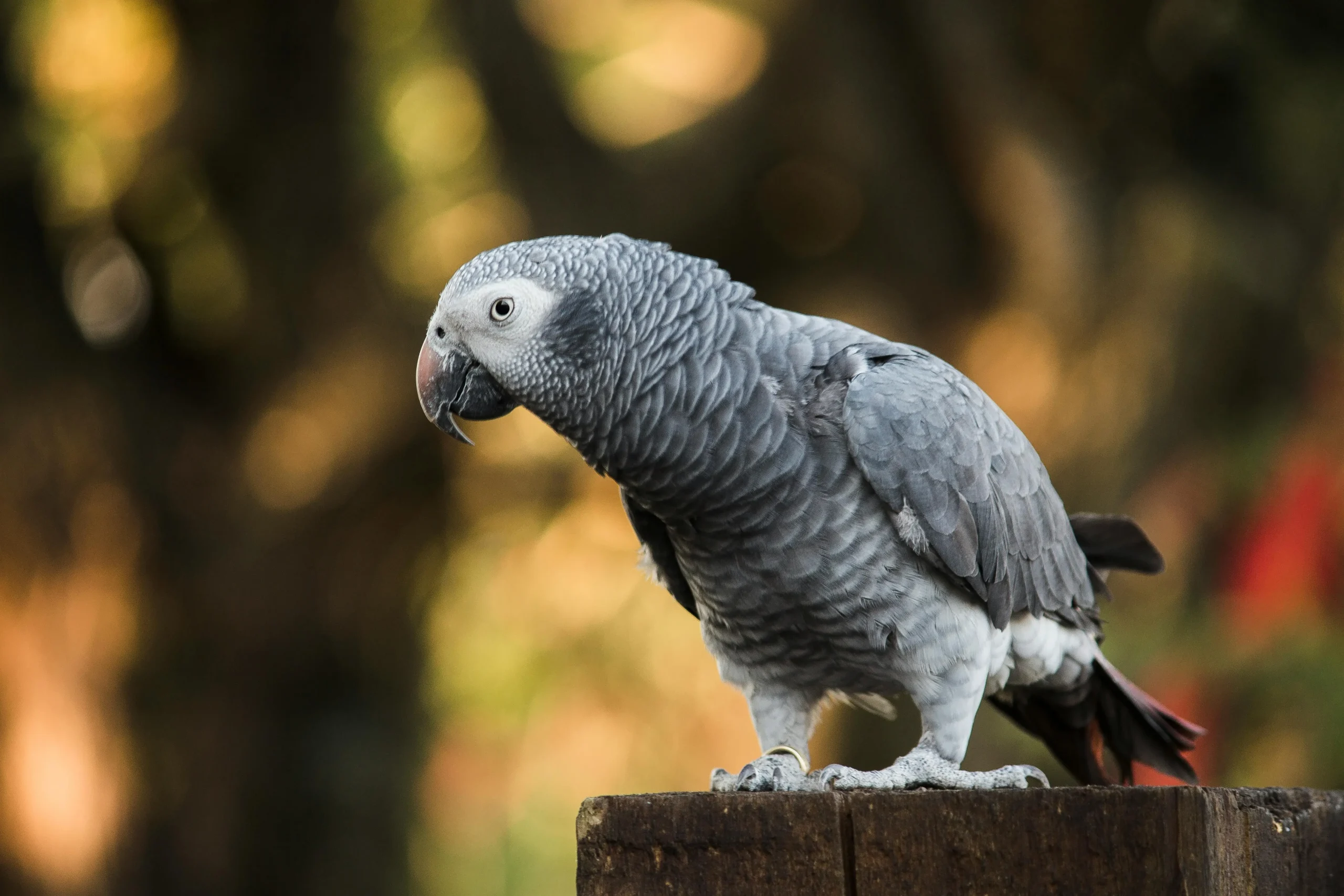 Parrot bonding with owner on shoulder during daily playtime