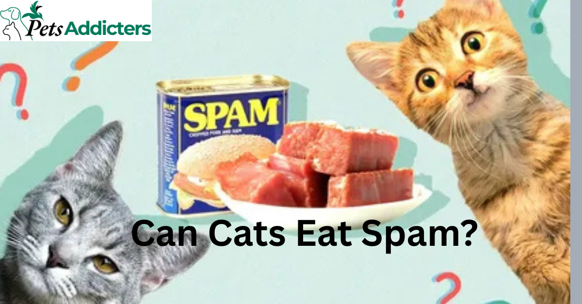 curious cat looking at a plate of Spam