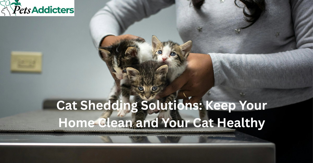 Cat shedding solutions – brushing, diet, and grooming tips for healthy fur