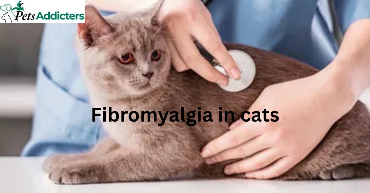 Cat with fibromyalgia resting on soft blanket to ease chronic pain