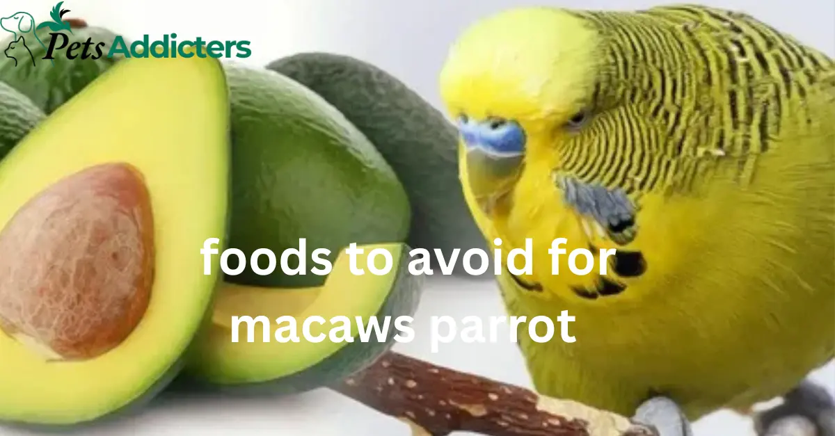 foods to avoid for macaws parrot