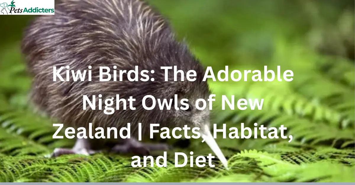 Kiwi bird walking in New Zealand forest at night