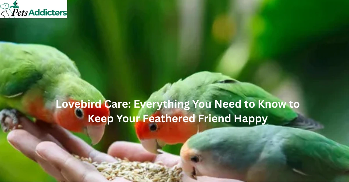 Two colorful lovebirds sitting together on a branch showing affection