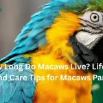 Lifespan and care guide for macaws parrot showing healthy diet and environment