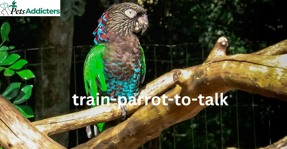 arrot sitting on perch while listening to its owner during a training session