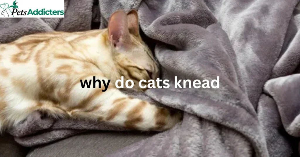 A cute cat kneading a soft blanket with its paws, showing affection and comfort