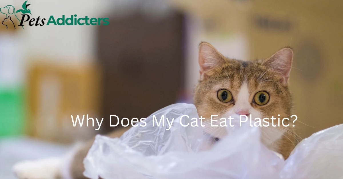 Cat chewing on a plastic bag – why cats eat plastic explained