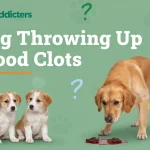 2025.jpgdog throwing up blood clots – bright red vs coffee ground vs jelly clots 2025