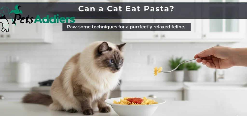 can a cat eat pasta – orange tabby staring at spaghetti bowl with sauce 2025