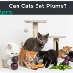 can cats eat plums
