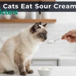 can cats eat sour cream